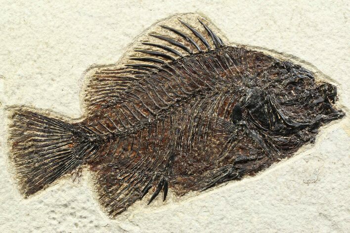 Detailed Fossil Fish (Cockerellites) - Wyoming #356743
